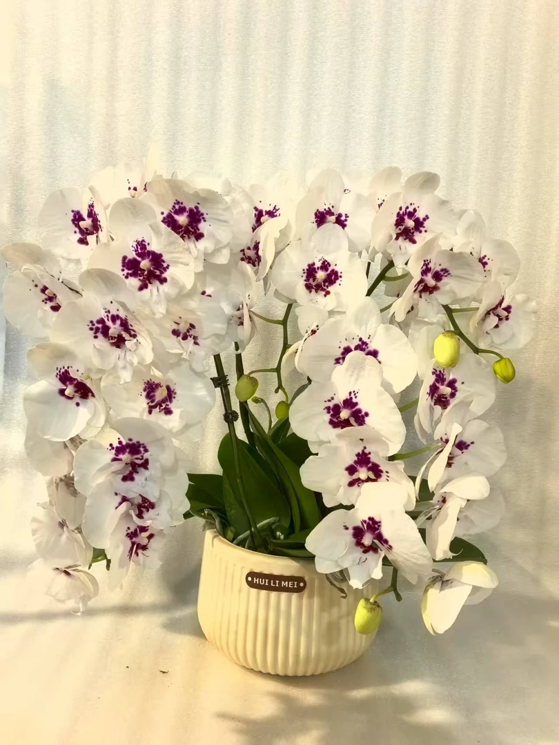 鲜花【星辰】蝴蝶兰室内种植观赏送礼带花发货