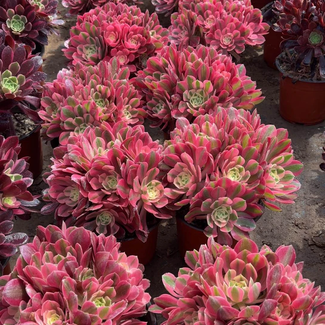 粉女巫绣球9.9多肉植物