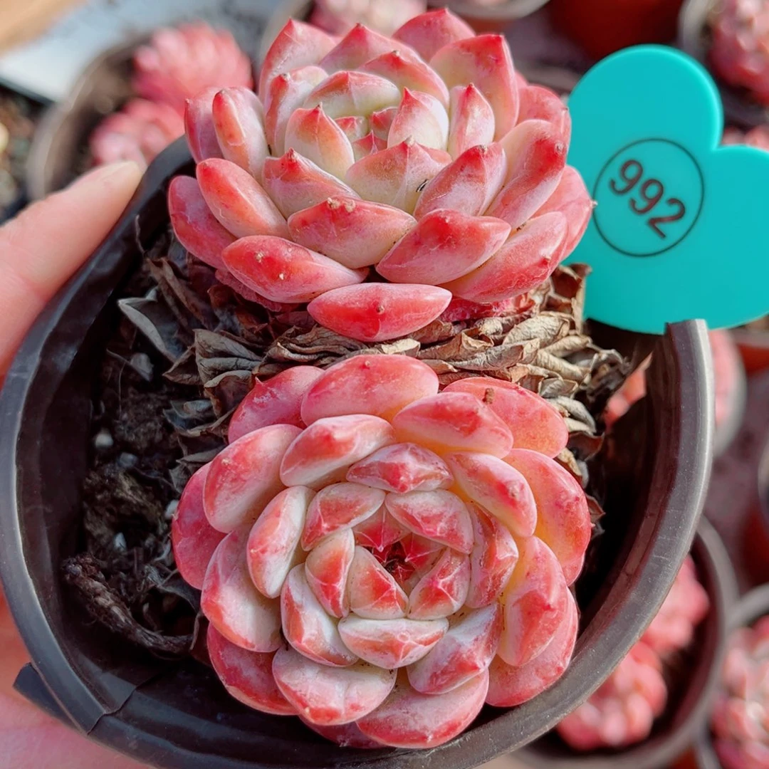 992号小老桩糖钻双头