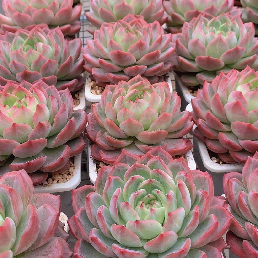 大号红鸾346789990000000