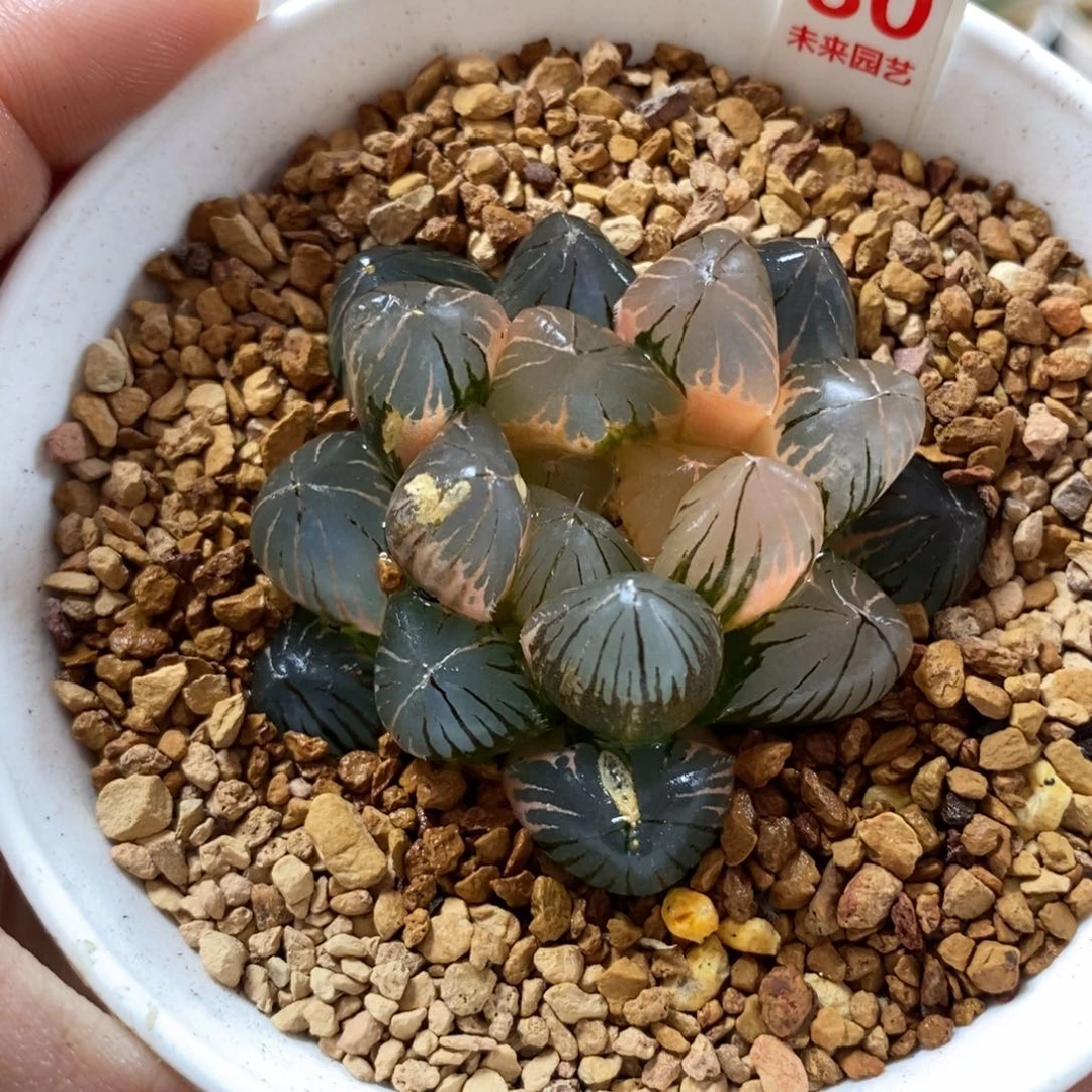 80龙爪玉露锦一物一图