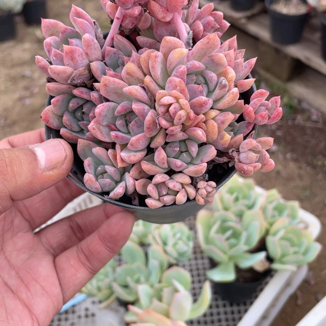 玉****2242 霜花 六月六
