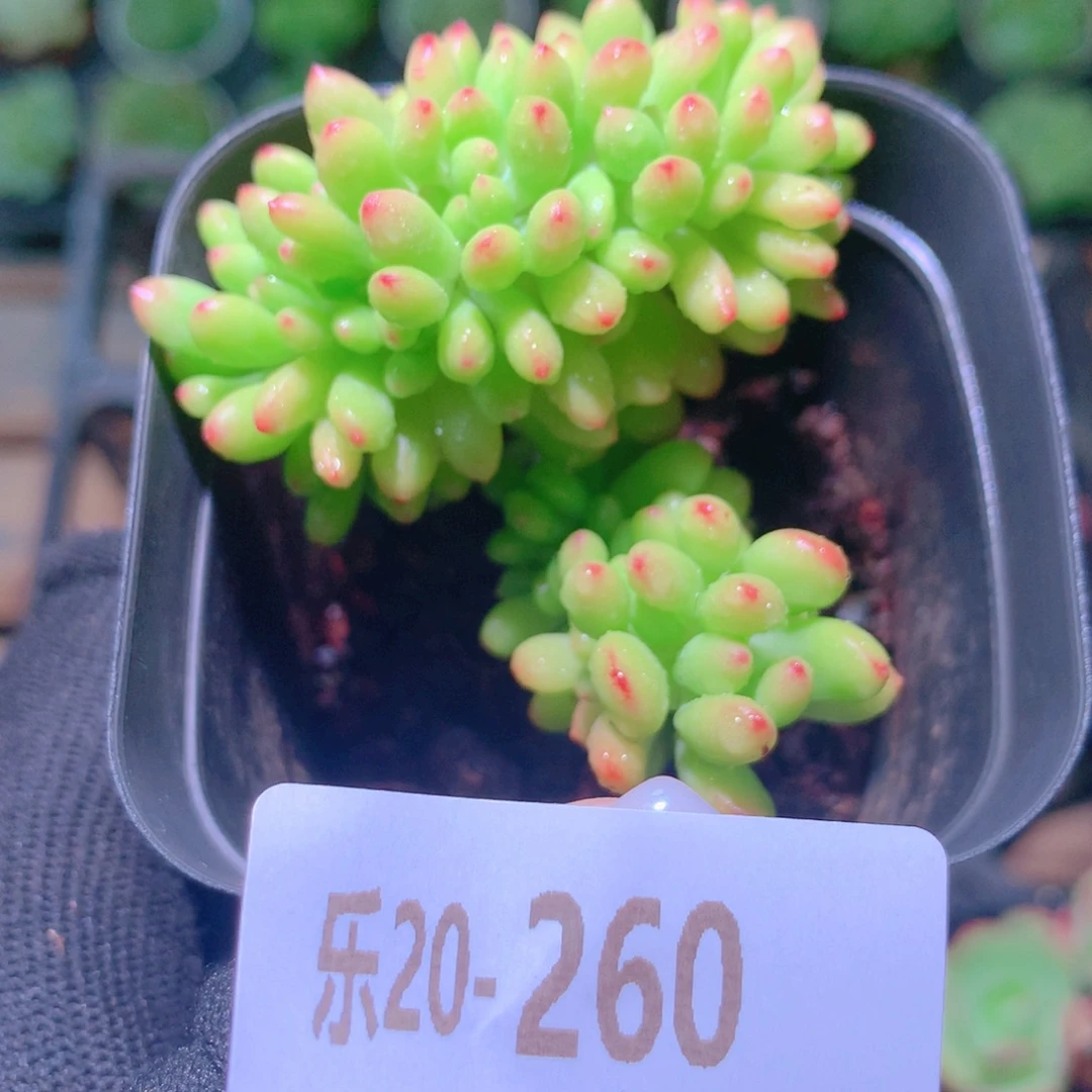 乐然20-260 青松缀化