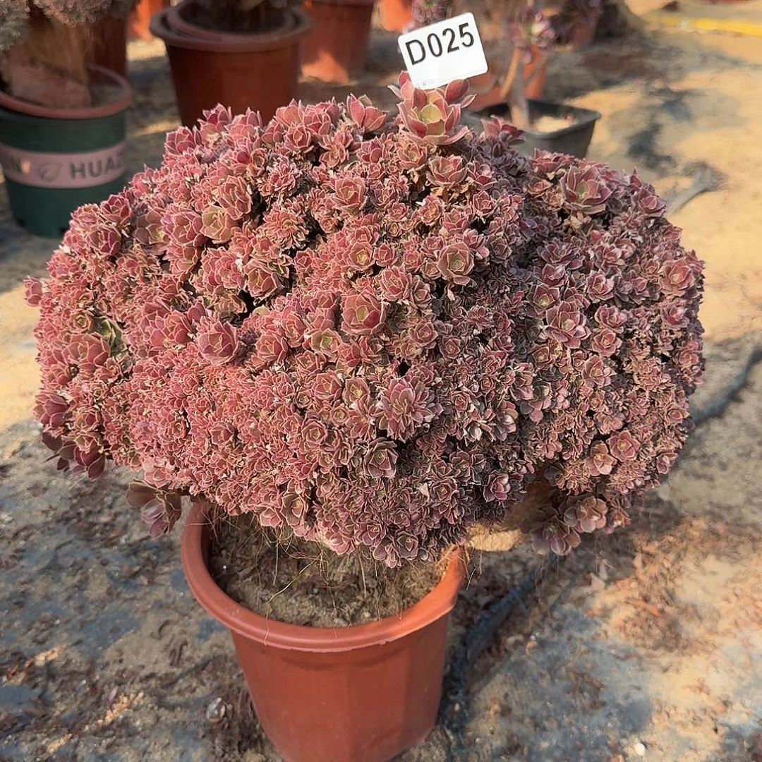 025火玫瑰朵朵一颗有伤