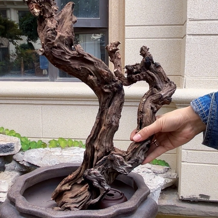 田***y无花朵羊蹄甲盆景素材