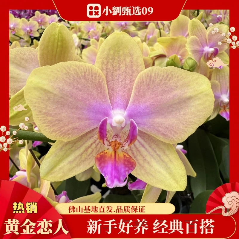 【黄金恋人09】精品蝴蝶兰花卉盆栽佛山基地批发直播次日达