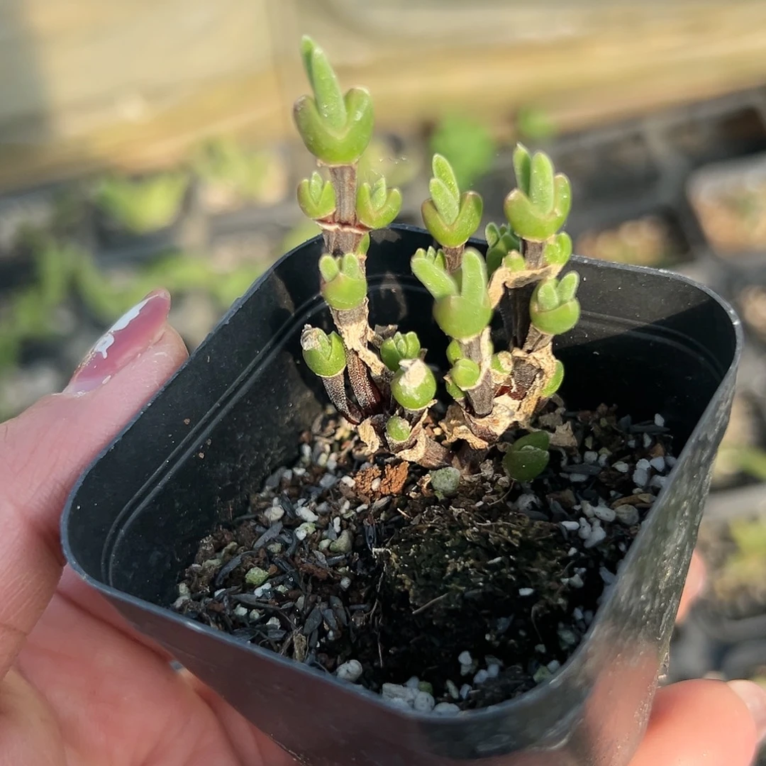 多肉植物短兔耳枝干