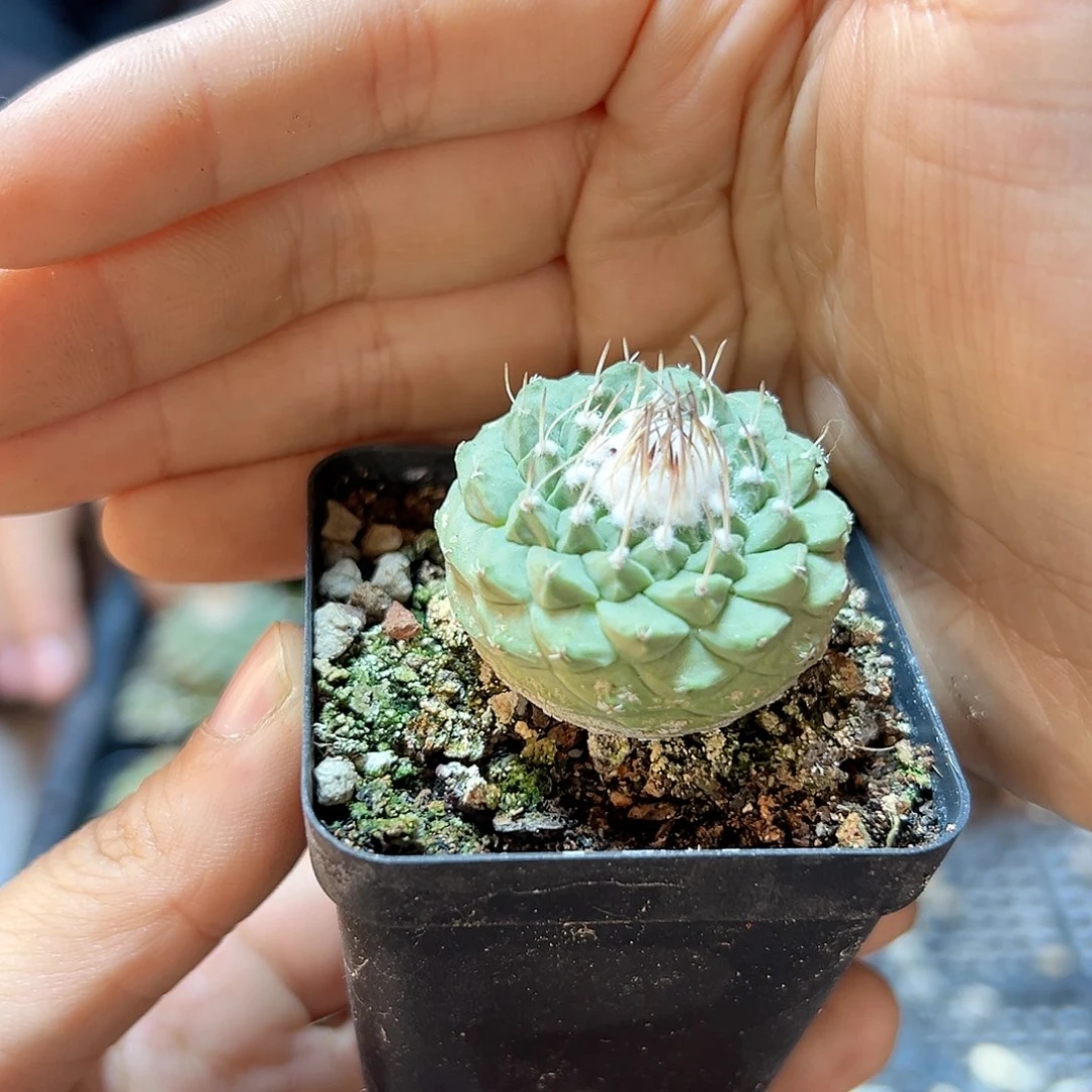 实生菊水3.3公分带盆