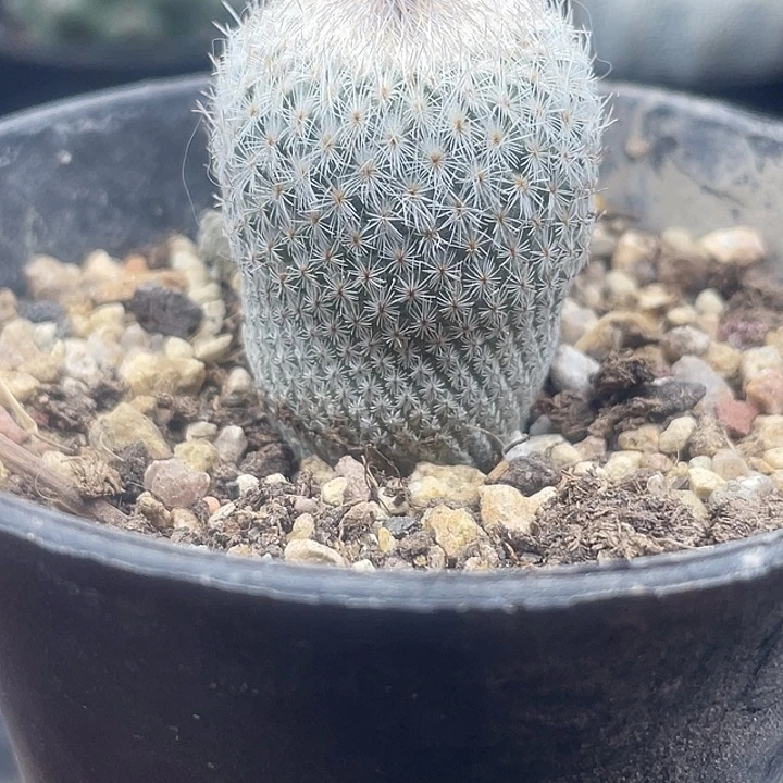 月世界带盆发货一颗包邮