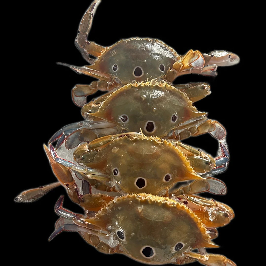 【三目脐套餐】惠来本港野生杂鱼套餐原产地顺丰冷链包邮送礼佳品