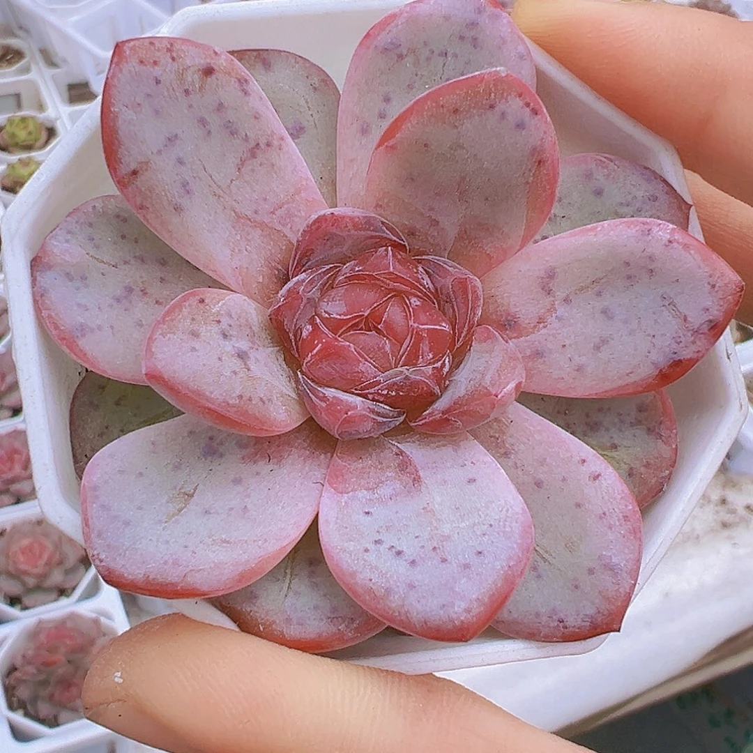 单头红星星珍妮19包邮