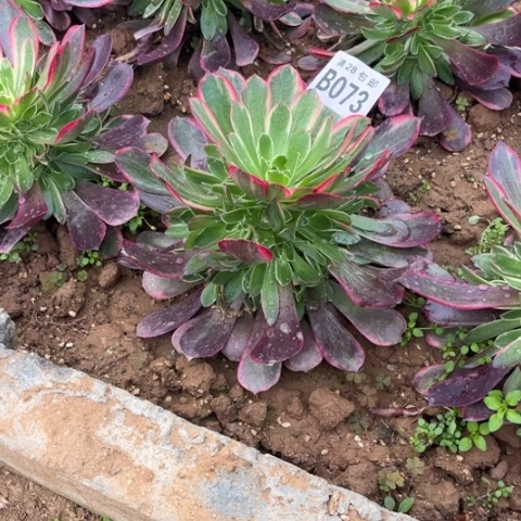 073金丝雀不包断枝