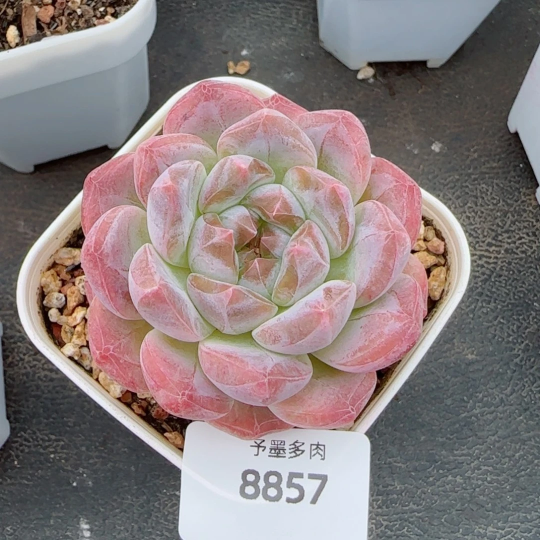 黛玉冰魄，8857多肉植物