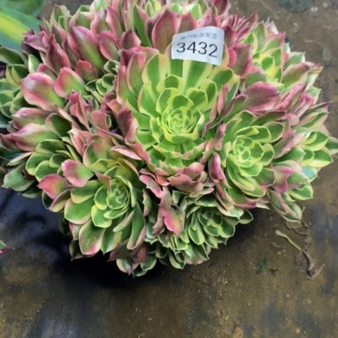 白凤多肉植物3432