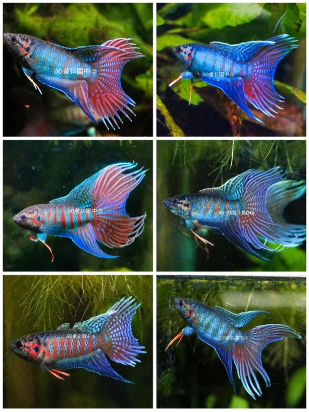 中国斗鱼冷水淡水观赏鱼好养耐活无需冷水鱼观赏鱼小型打氧