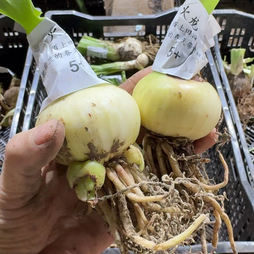 火龙5*+裸球2颗组合发发发