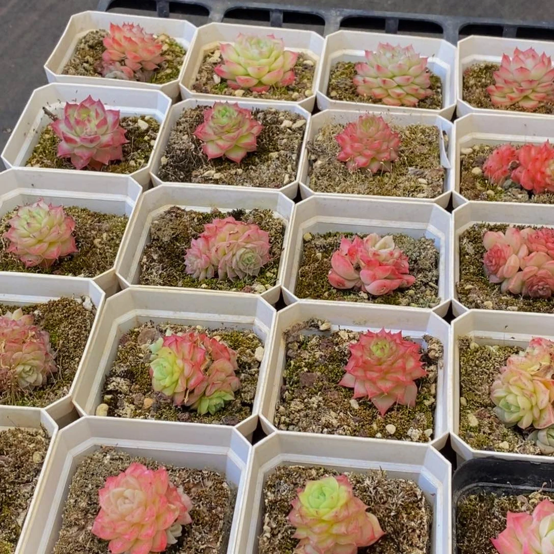 060多肉植物保护研究所所长助理研究员