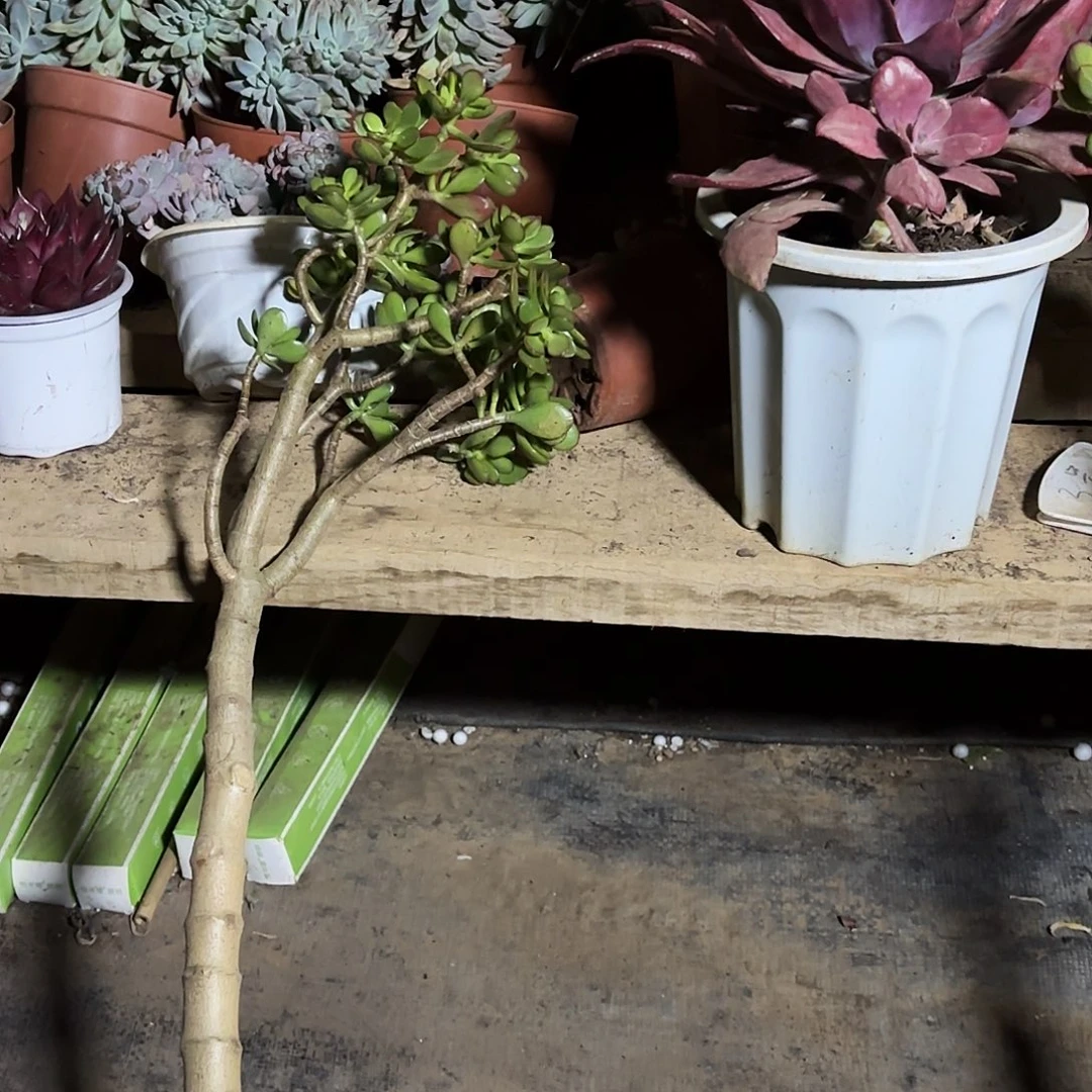 力***河7070姬红花月不售后