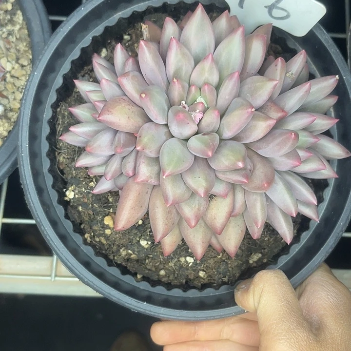 -***拉两单包邮，一物一拍，6