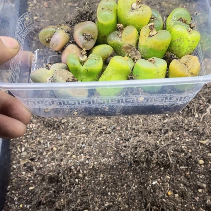 毛毛152 一物一图如图10个