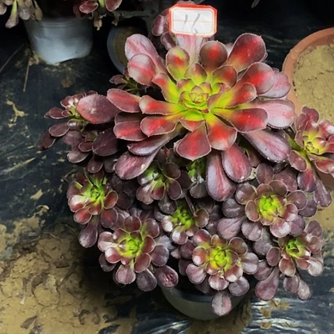 彩虹糖老桩捧花16号