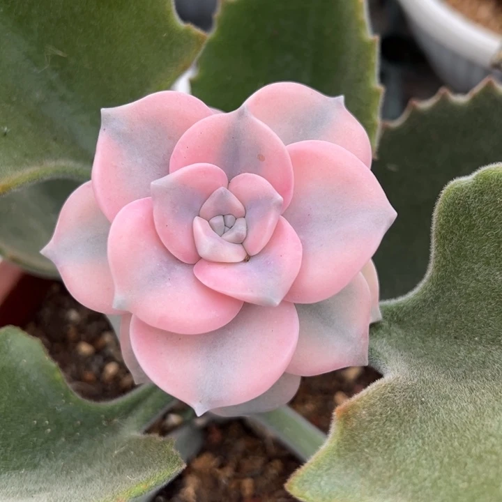 七***妹粉紫乐锦一物一拍