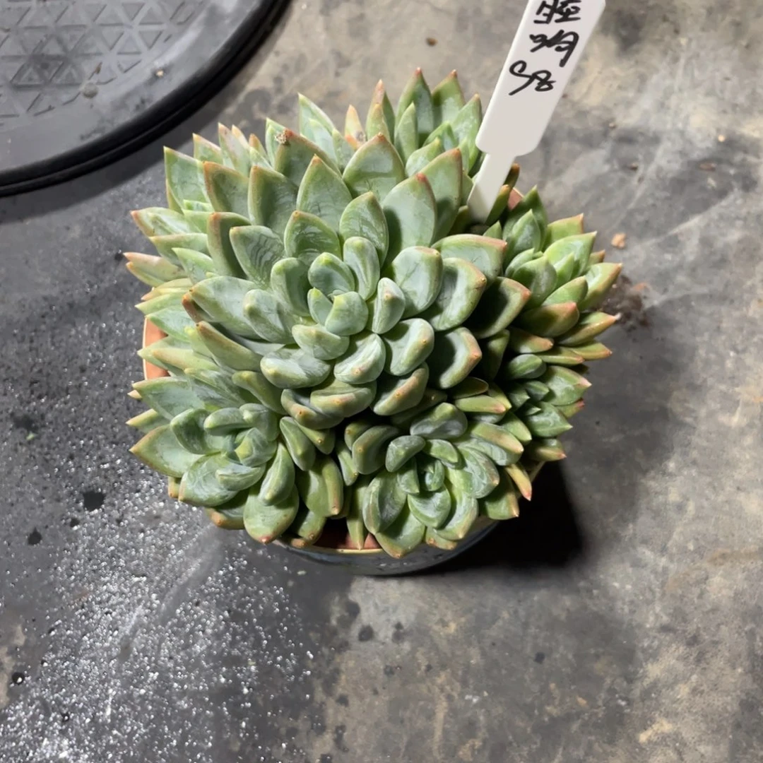 睦***珦一物一拍中通快递寄养