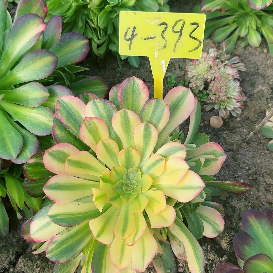 糖*?4-393---多头多肉植物