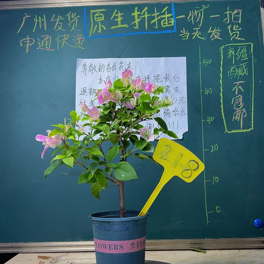 当前无花栽培后可以开花 广红樱 218