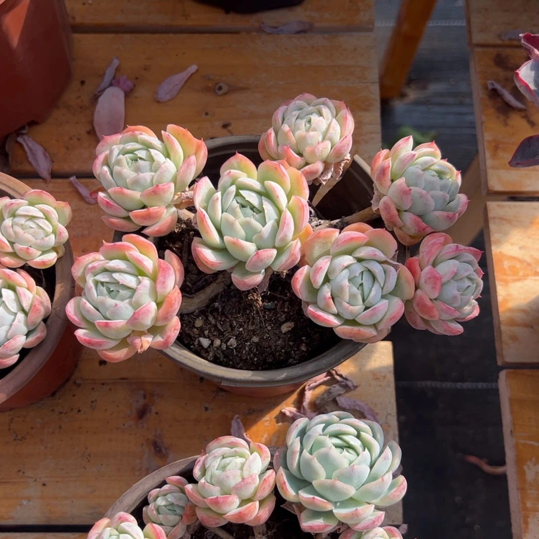 多肉多头香水贝瑞【满18包邮】