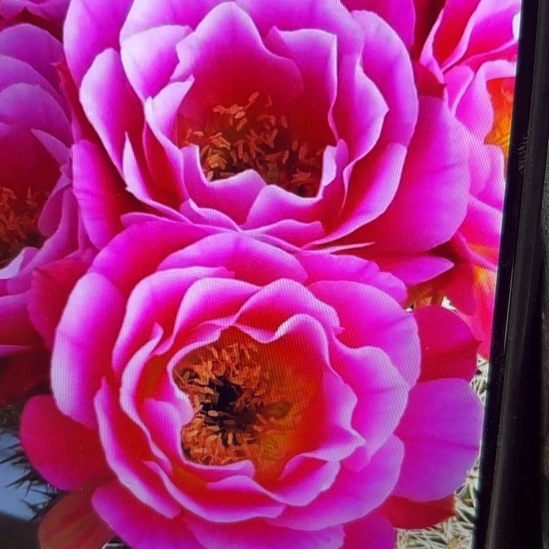 丘比特彩侧牙20包邮22