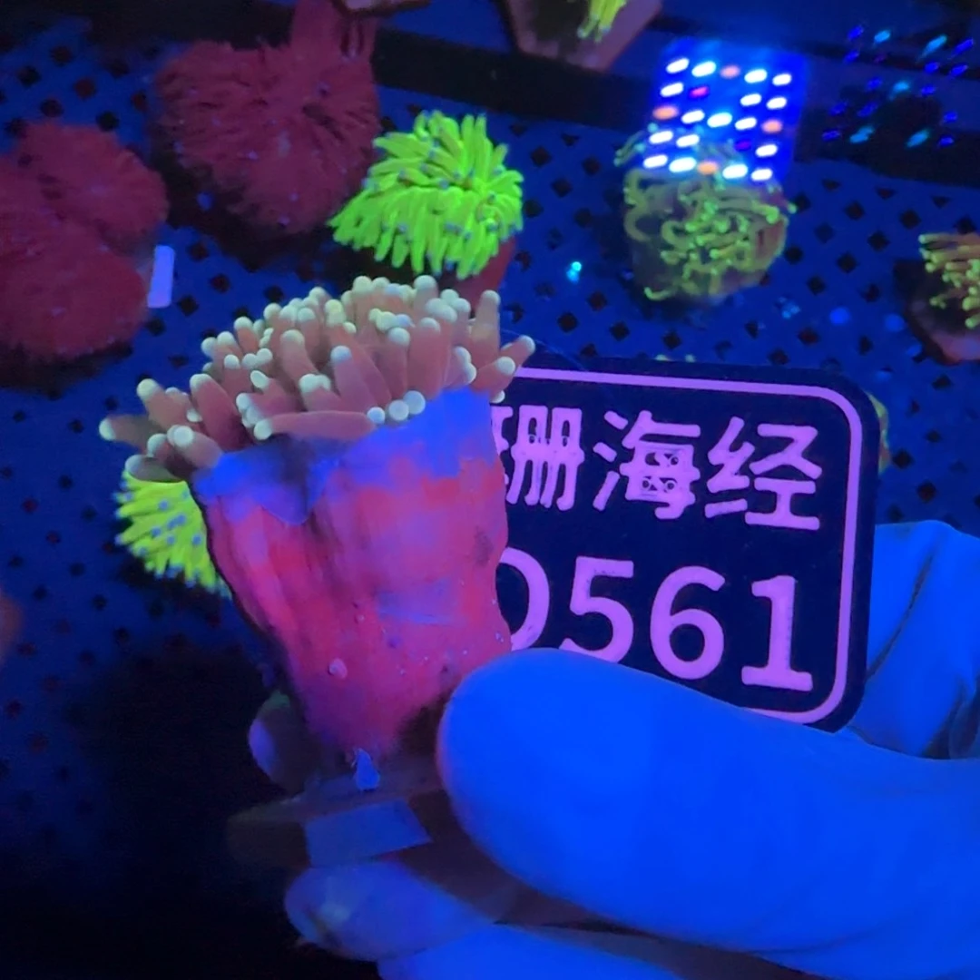 晴****纽扣珊瑚又又不包邮内包肉微脱藻黑火D561