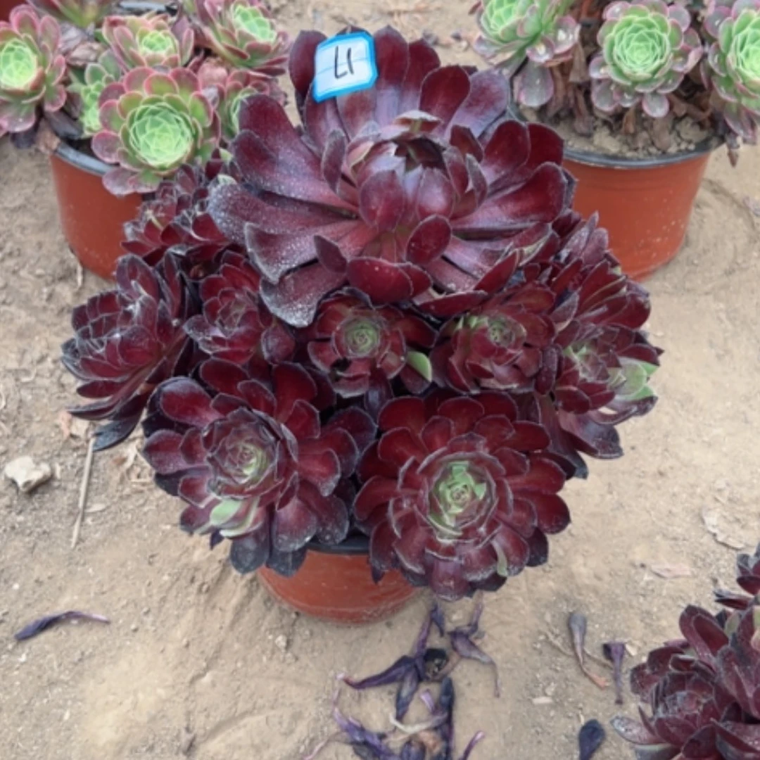 【闪购商品】多肉植物花花公子17