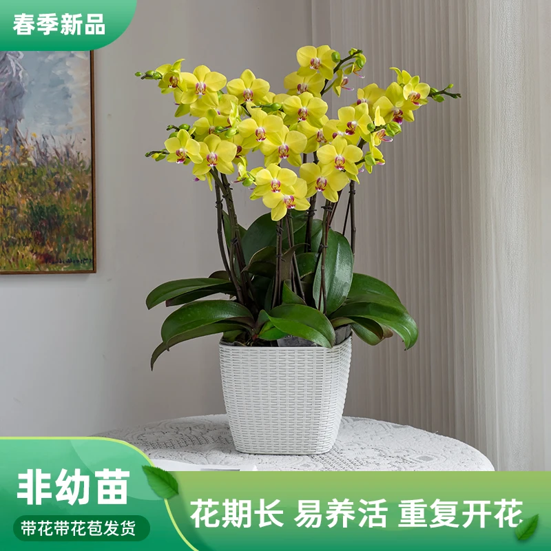 鲜花盆景客厅盆栽蝴蝶兰【甜格格】开花特大婚礼富贵室内鲜花带花