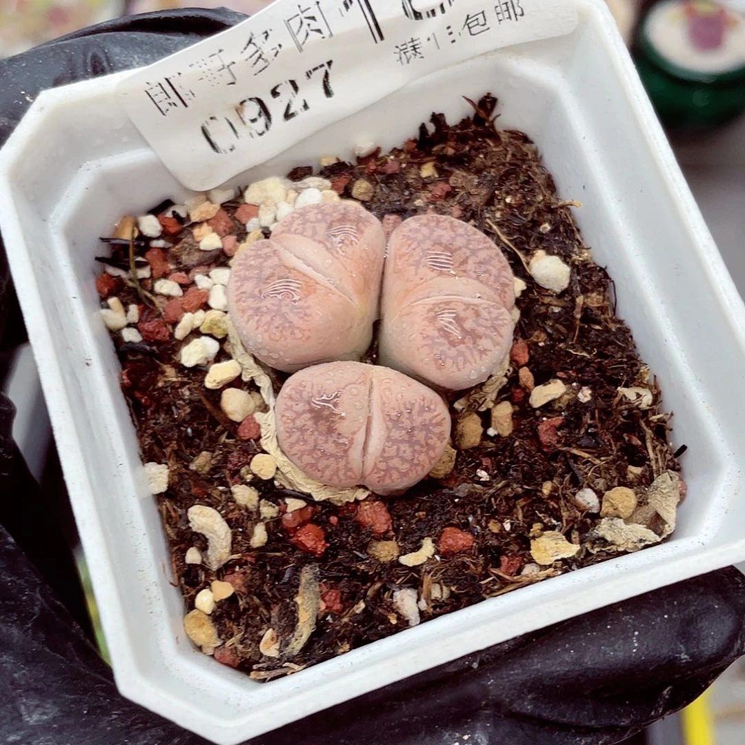 生石花满18包邮0927-184