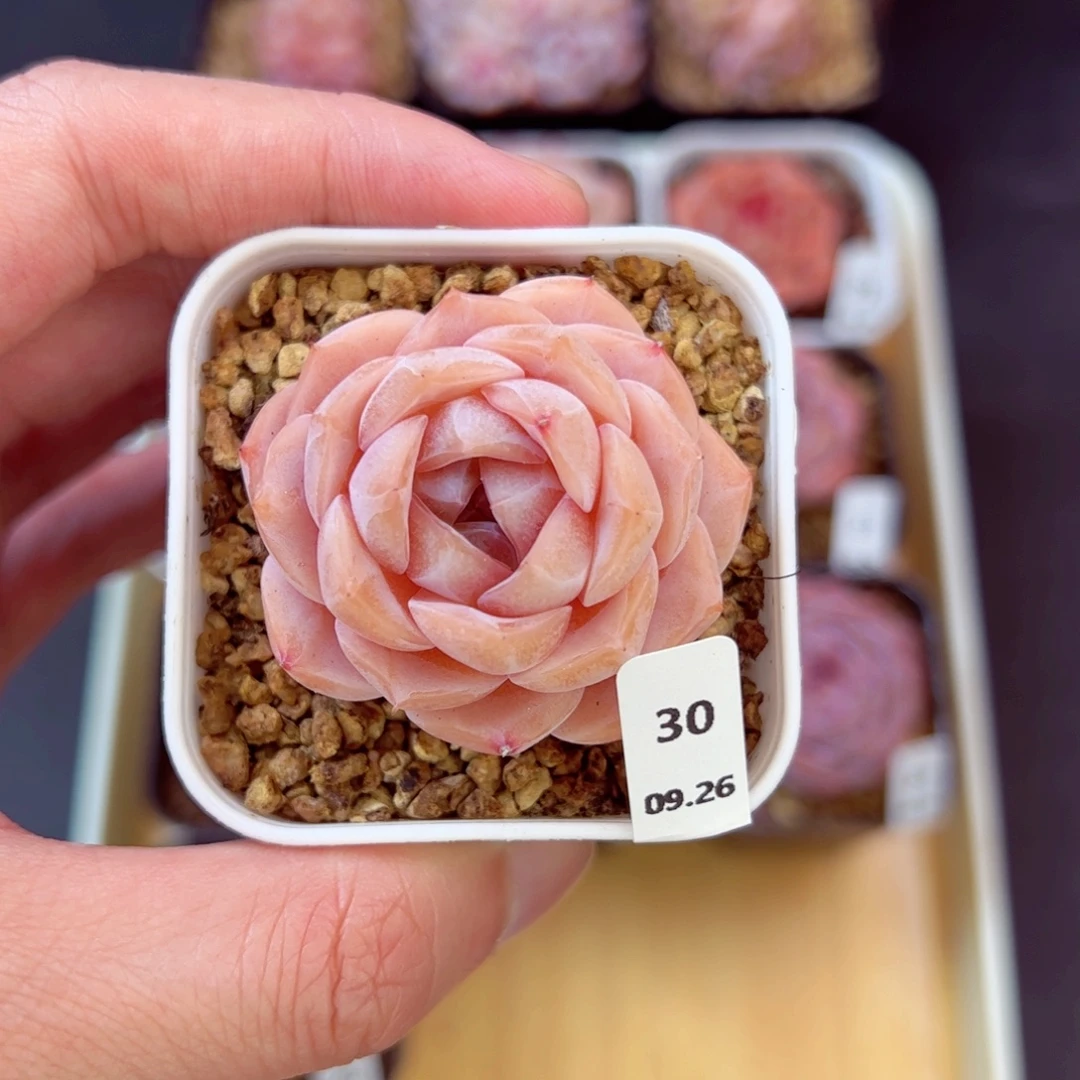 好好看30、哈哈哈哈哈