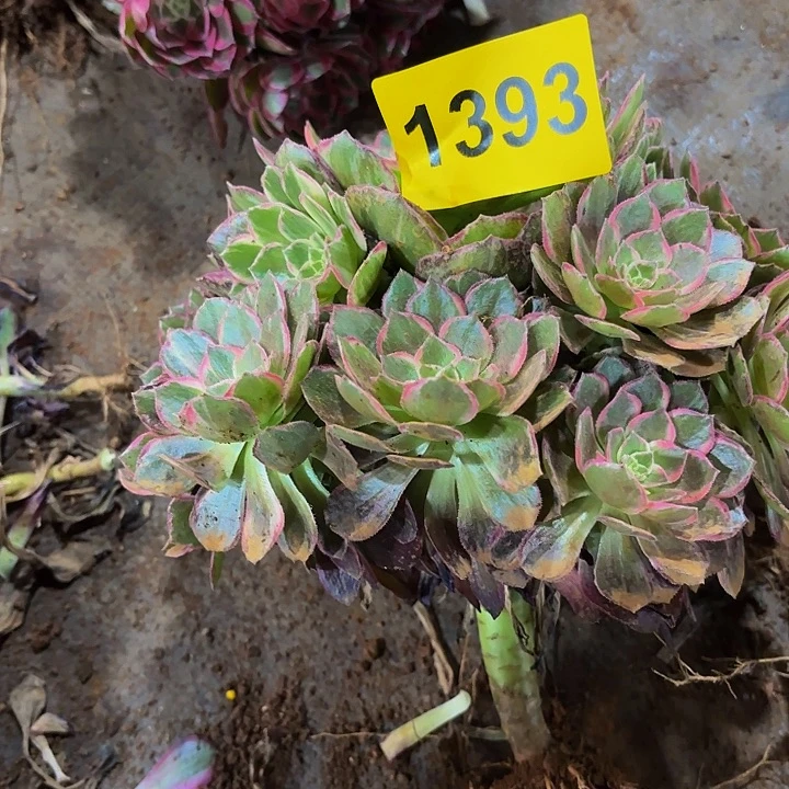 杨***凤多肉植物万花筒1393