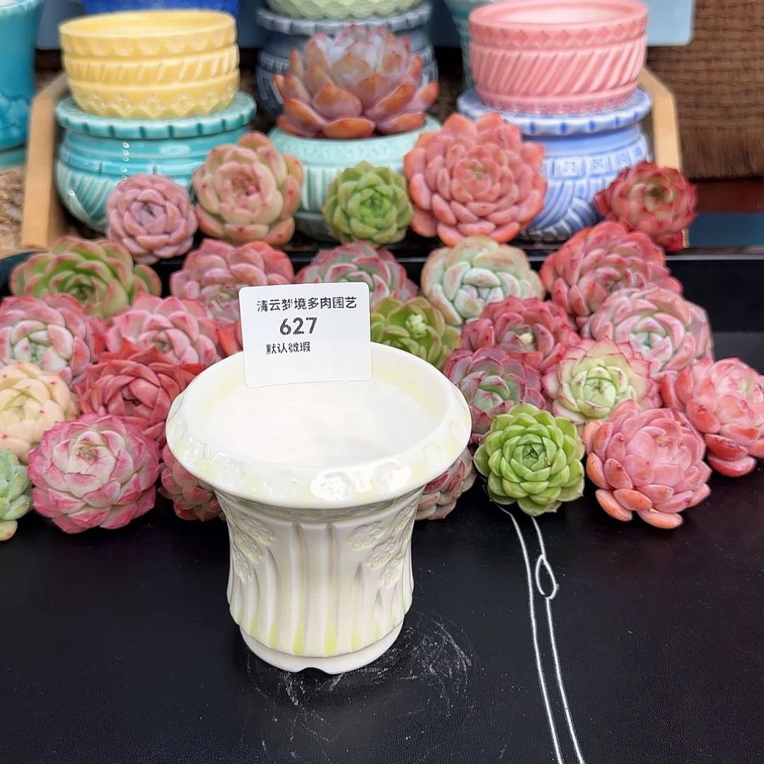 【闪购商品】627 7口花盆