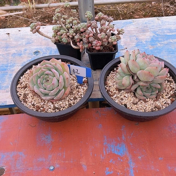 42一筐多肉脱土植物