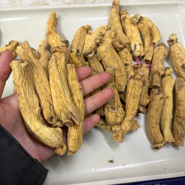 【高丽太极参30头】长白山特产太极参大力参无糖精品正宗滋补养生