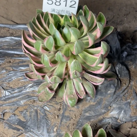 青莲多肉多肉5812