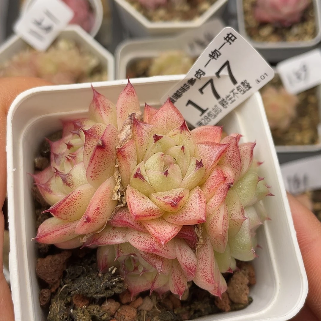 177 3.3一物一拍精品美肉