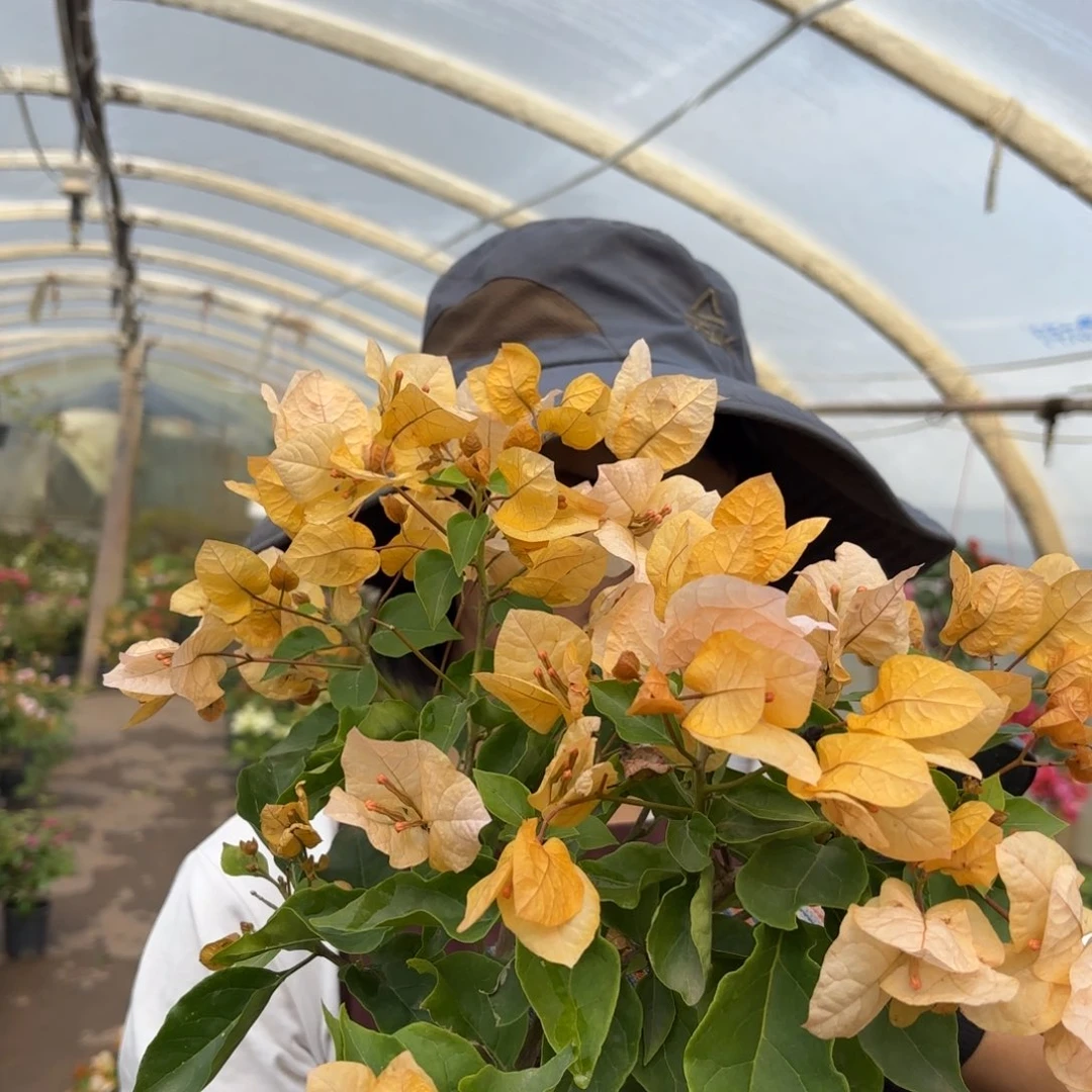 全部花苞（嫡公主）三角梅会落花落叶苗有大有小