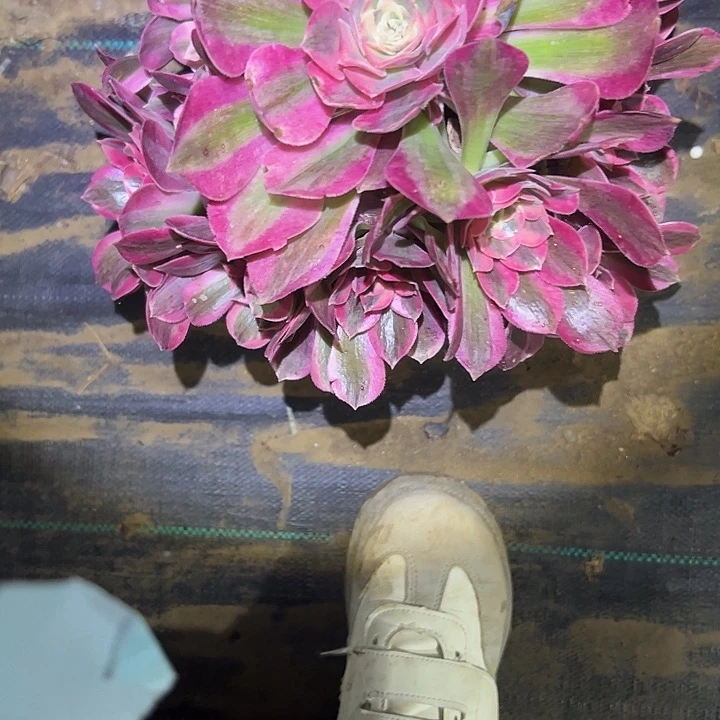 薇***W多肉法师植物链接37