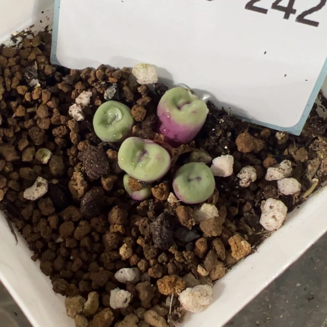 5-242肉锥多肉植物