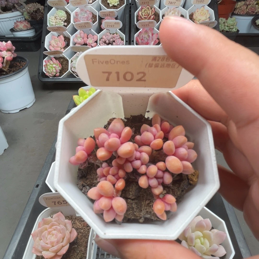 7102熊猫眼4.5厘米