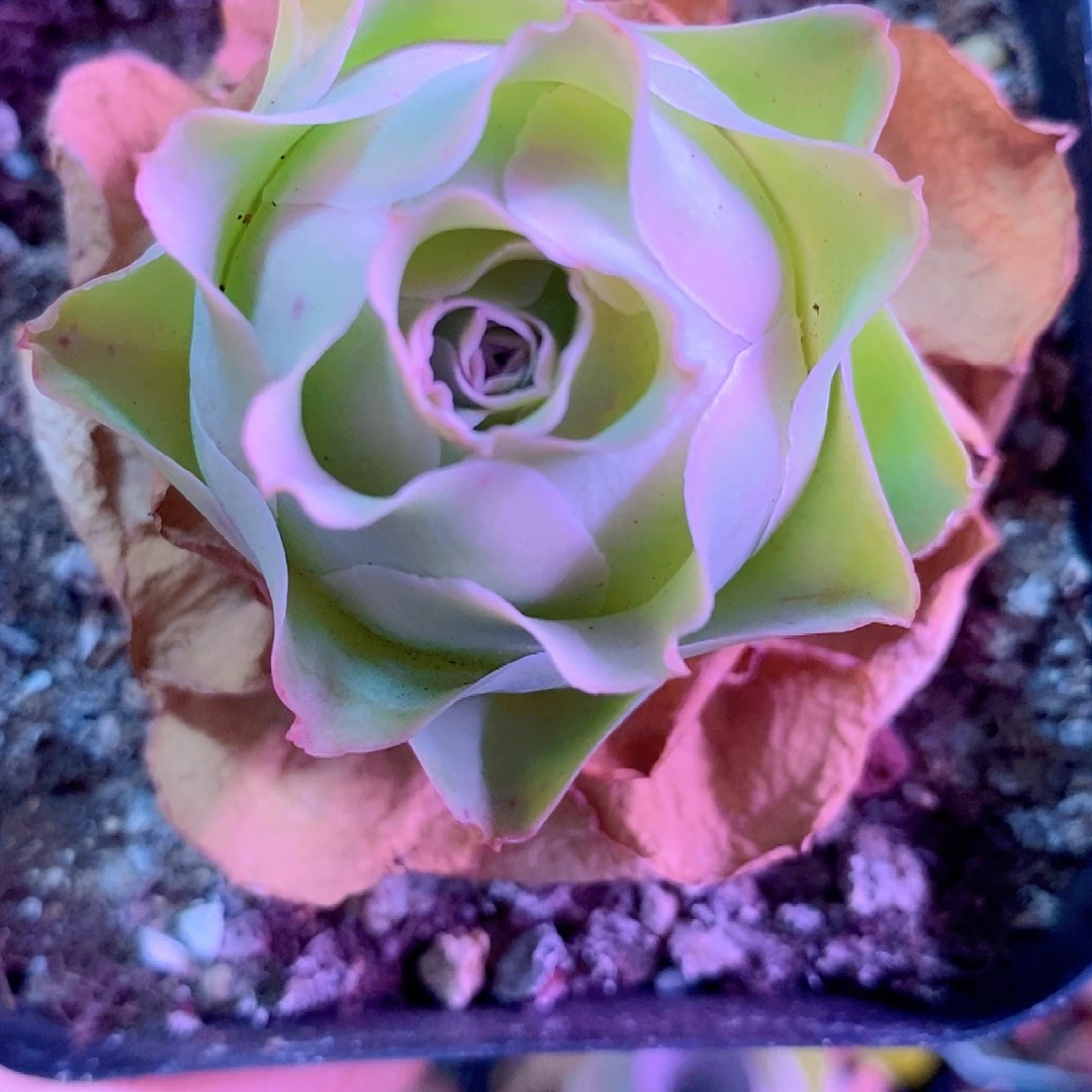 山地玫瑰一物一拍021