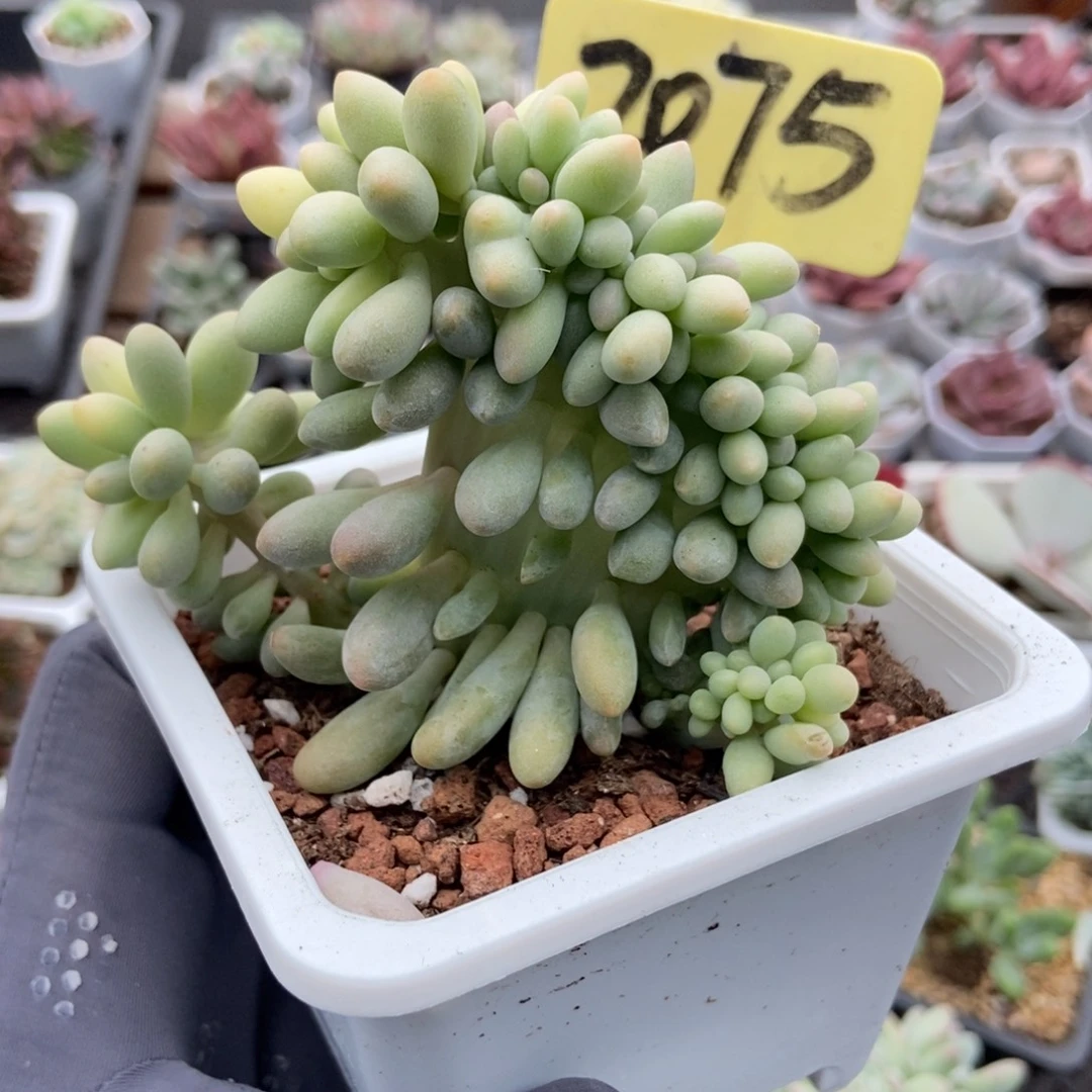2075汤圆缀多肉植物