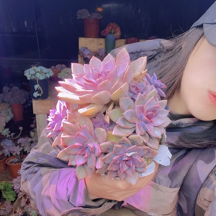 美***活紫玫瑰多肉植物福利处理