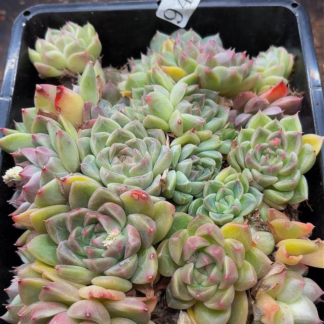 多肉植物多肉植物944